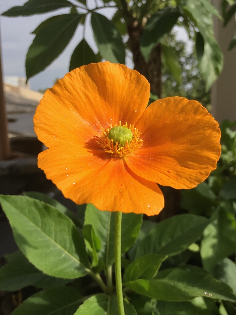 délicate beauté de pavot hawaïen