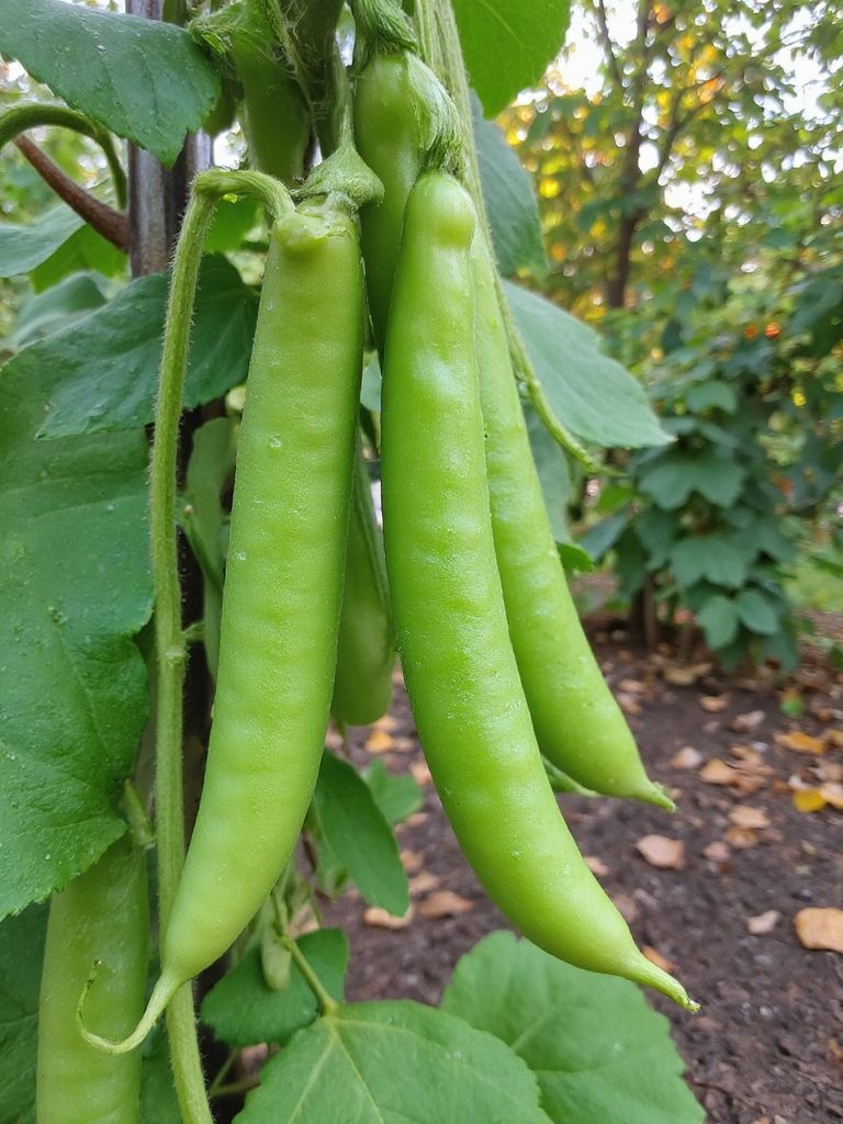 petits pois croustillants en croissance