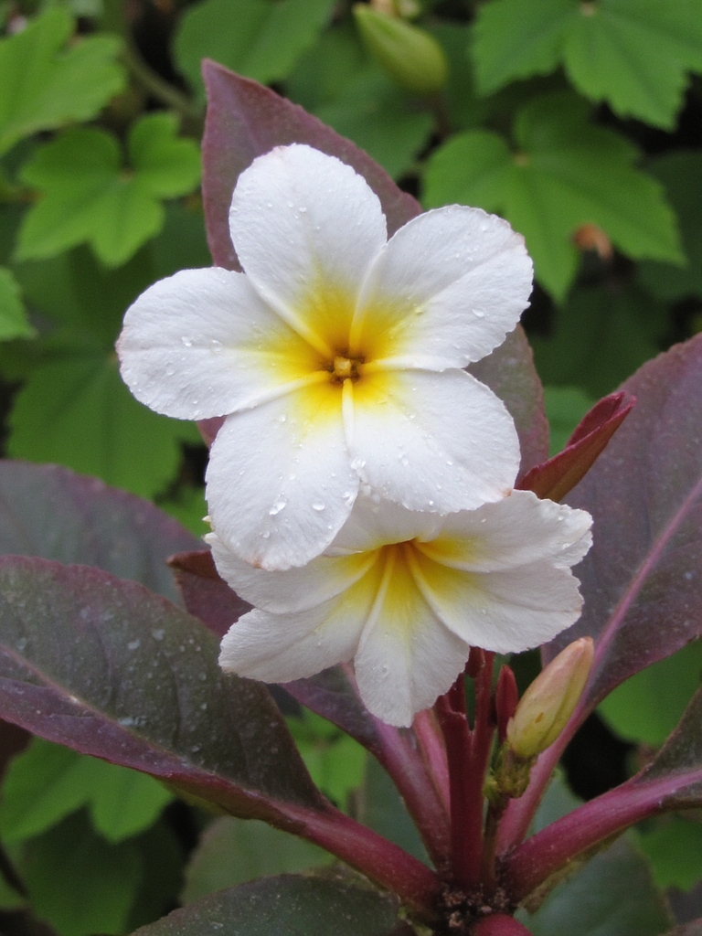 demi fleurs quête éternelle