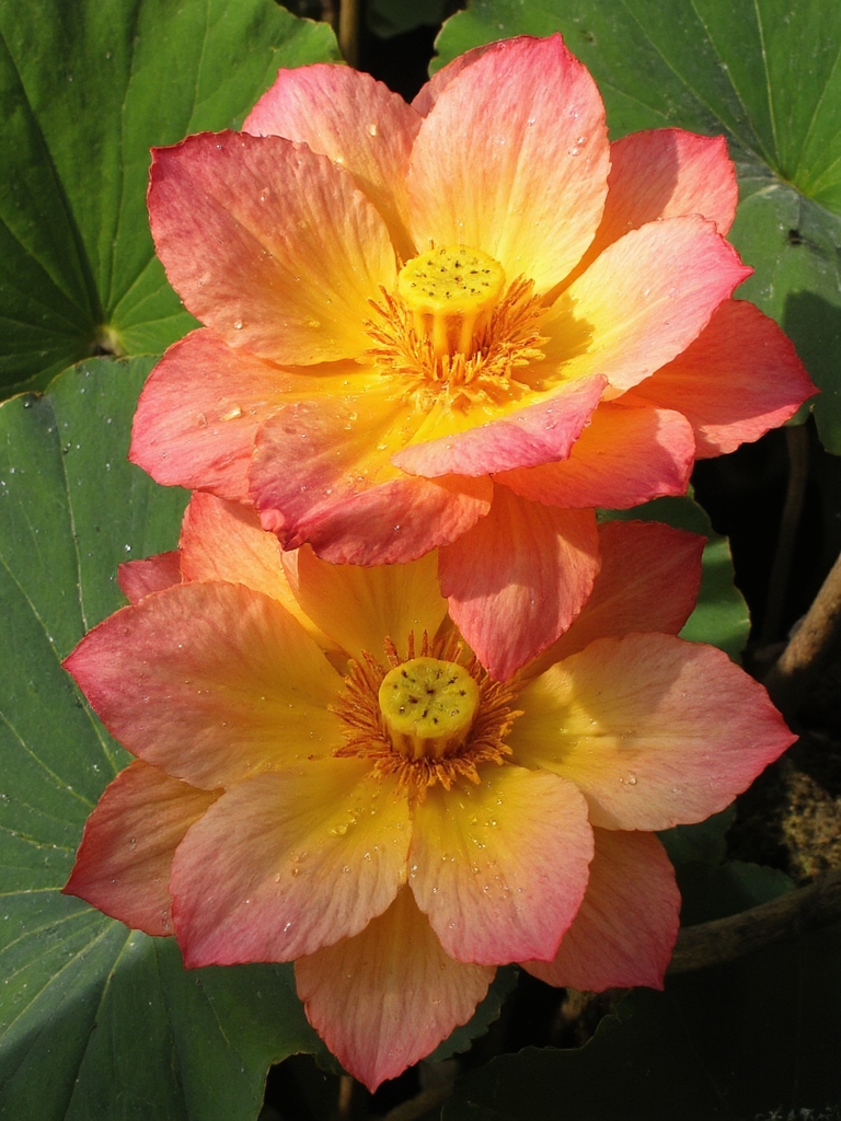 étang de lotus hawaiien beauté