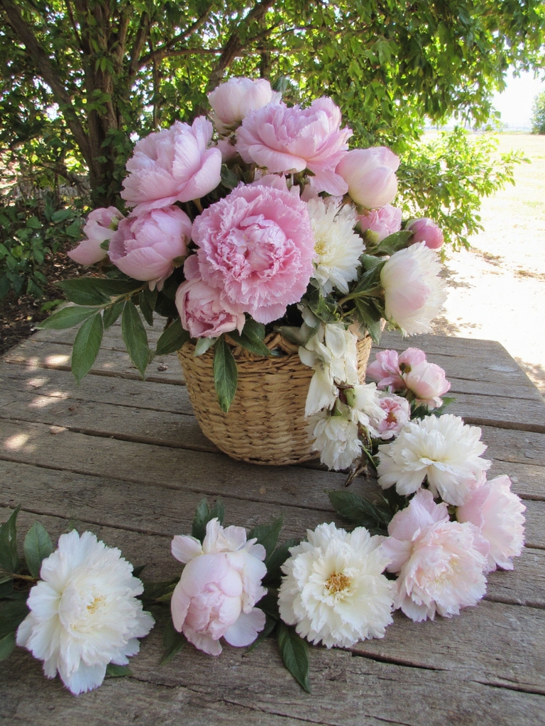 guirlande de pivoines pour les célébrations