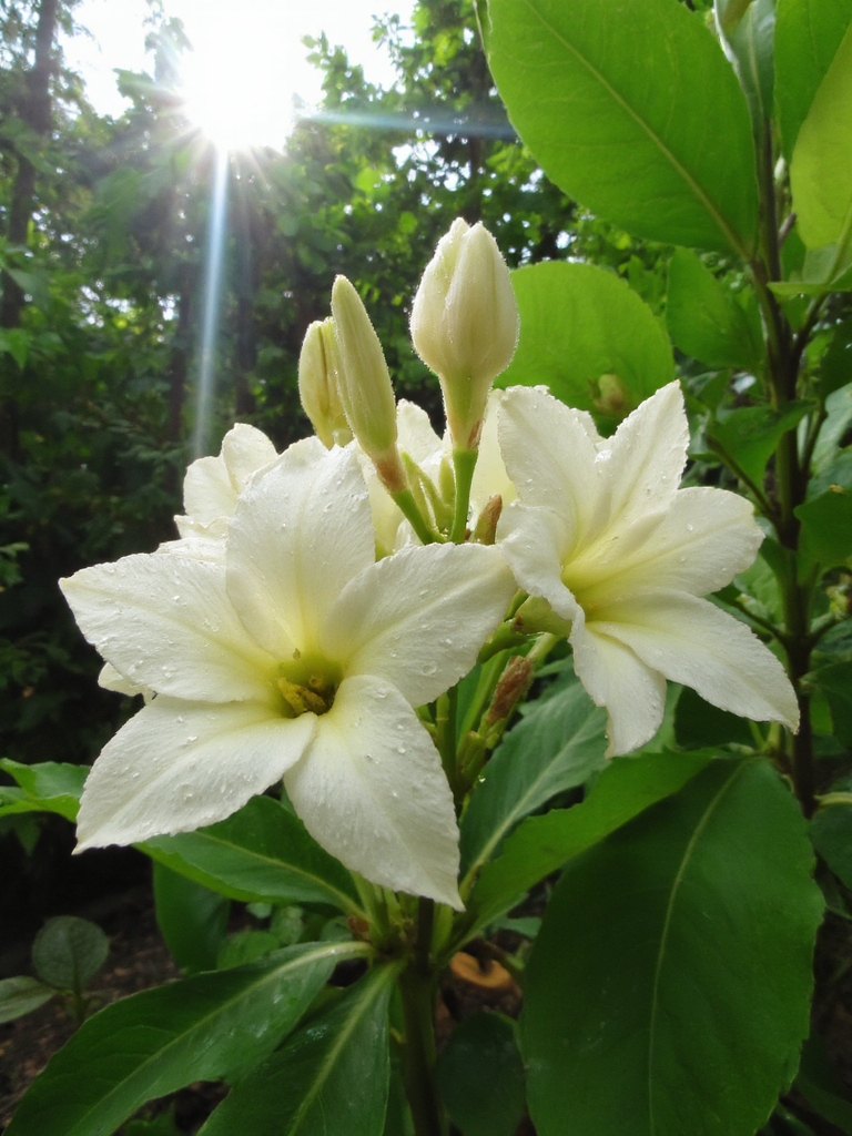 douce beauté florale enchanteresse