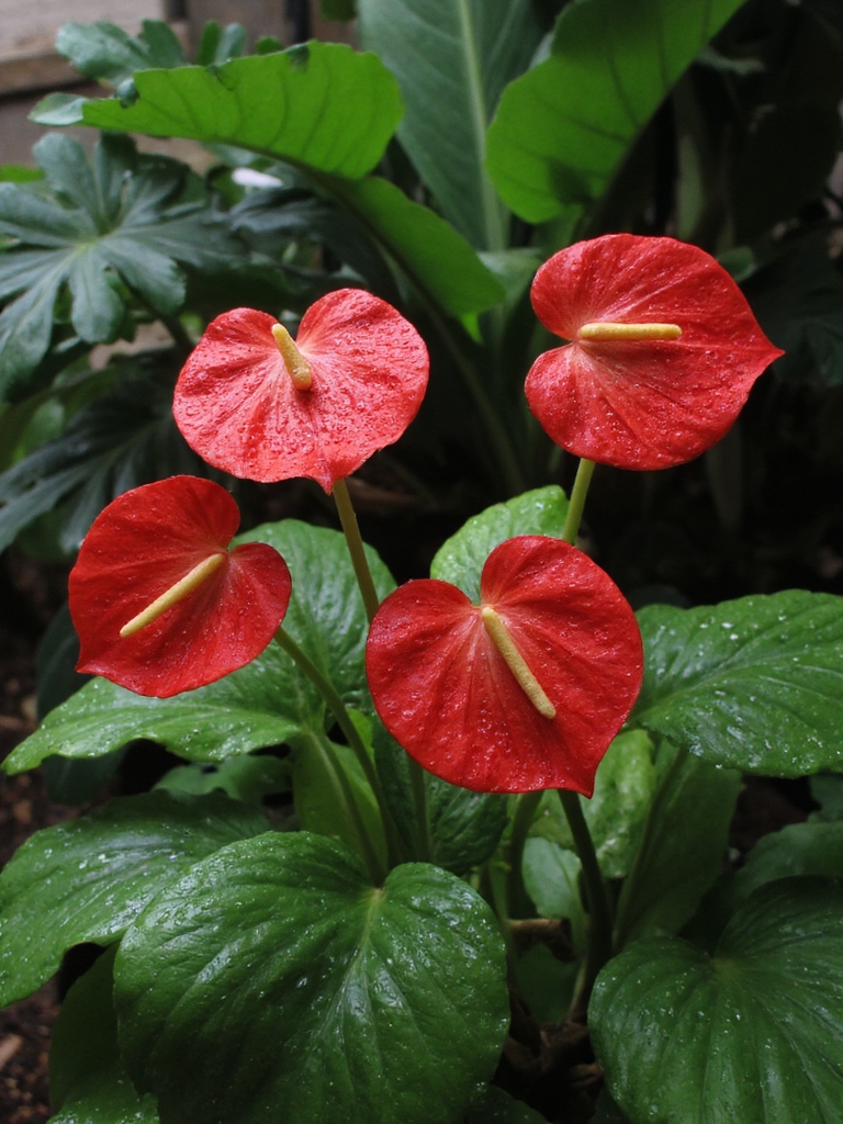 fleurs tropicales en forme de coeur