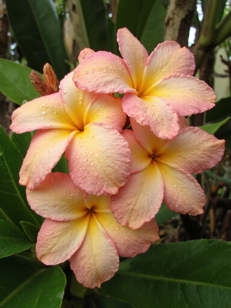 paradis tropical beauté parfumée