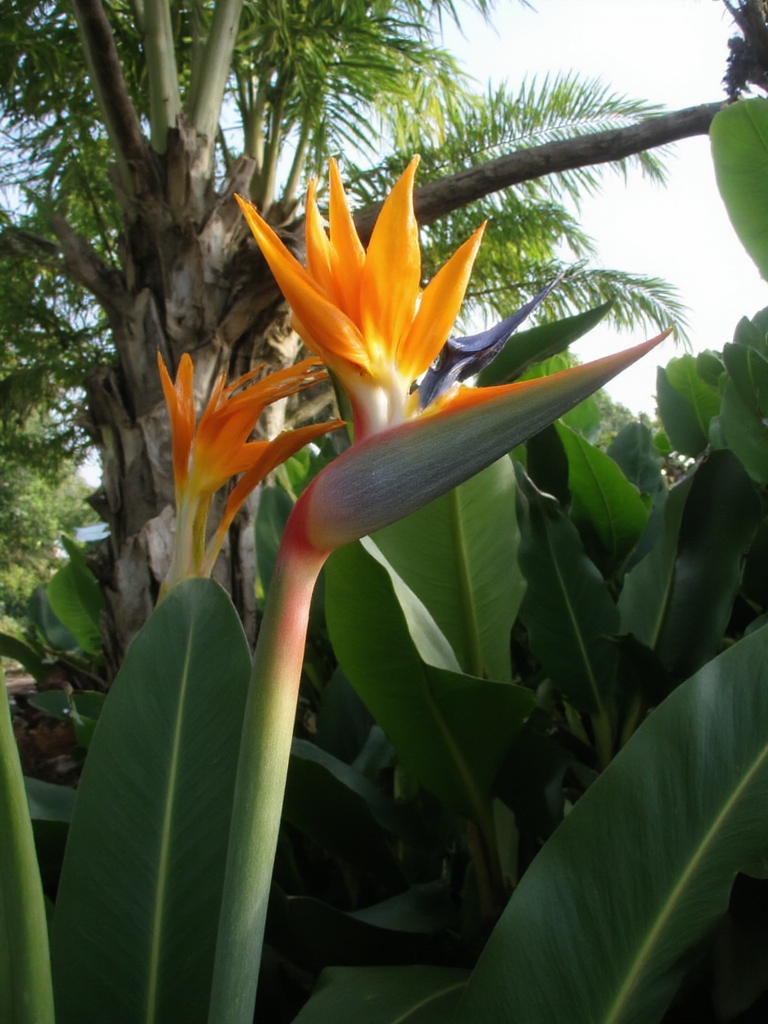 oiseau tropical fleur vibrante