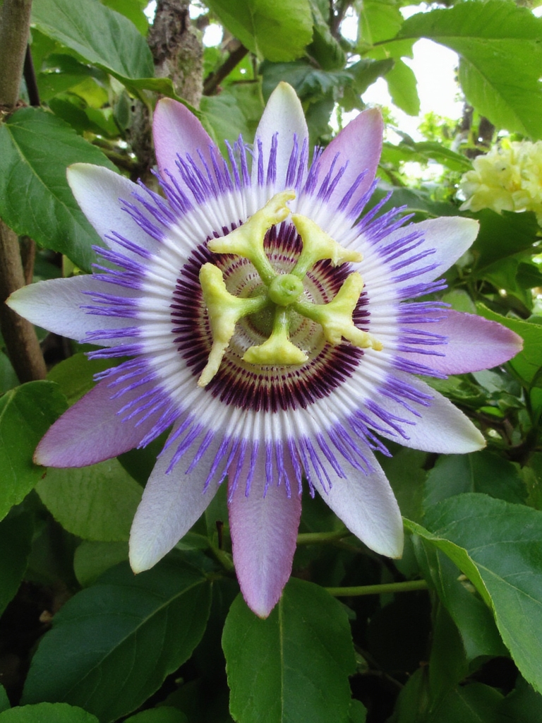 beauté tropicale unique et vibrante