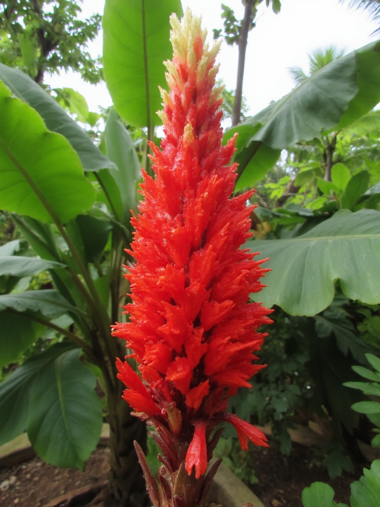 fleurs de torche rouge vif
