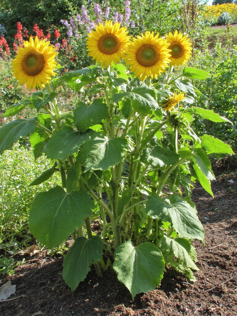 haricots grimpant des tournesols ensemble