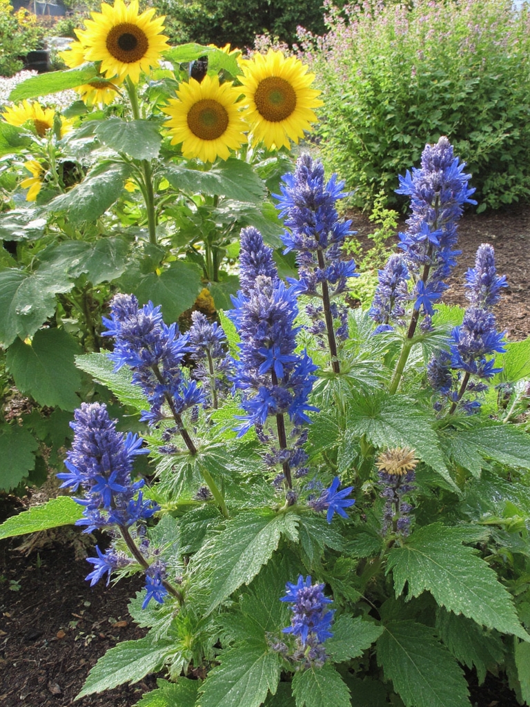 les avantages de la bourrache pour le jardinage