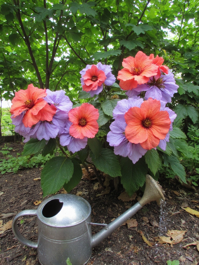 soin délicat pour les bégonias