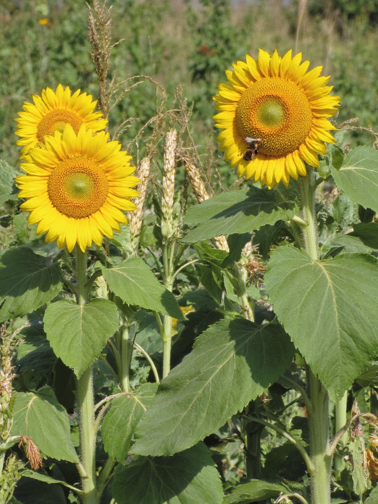duo dynamique pour le jardinage