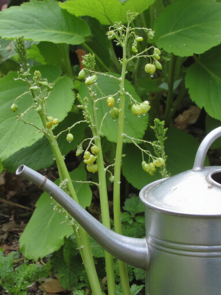 arrosage doux pour les baies