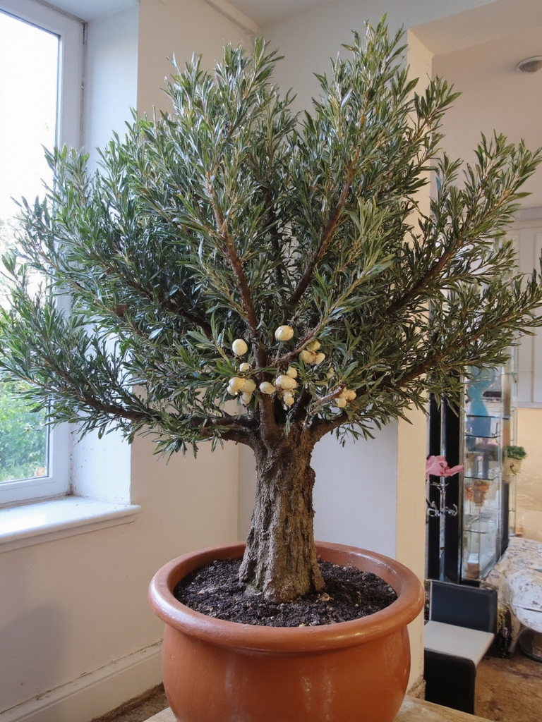 délice d'olivier méditerranéen