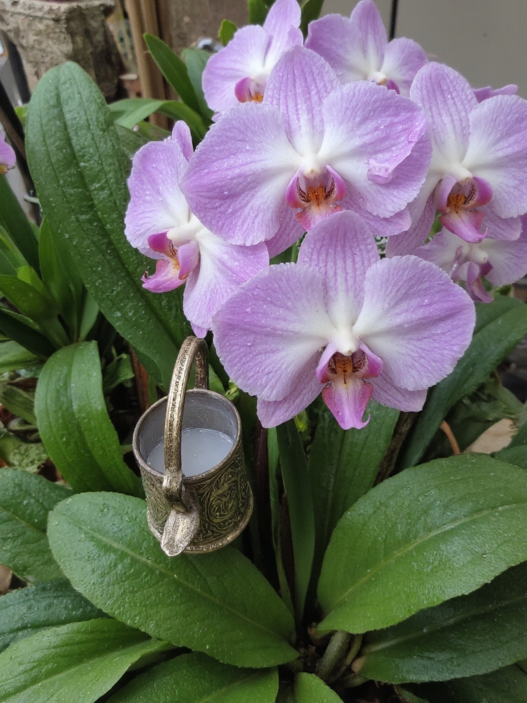 Le soin des orchidées nécessite des soins particuliers