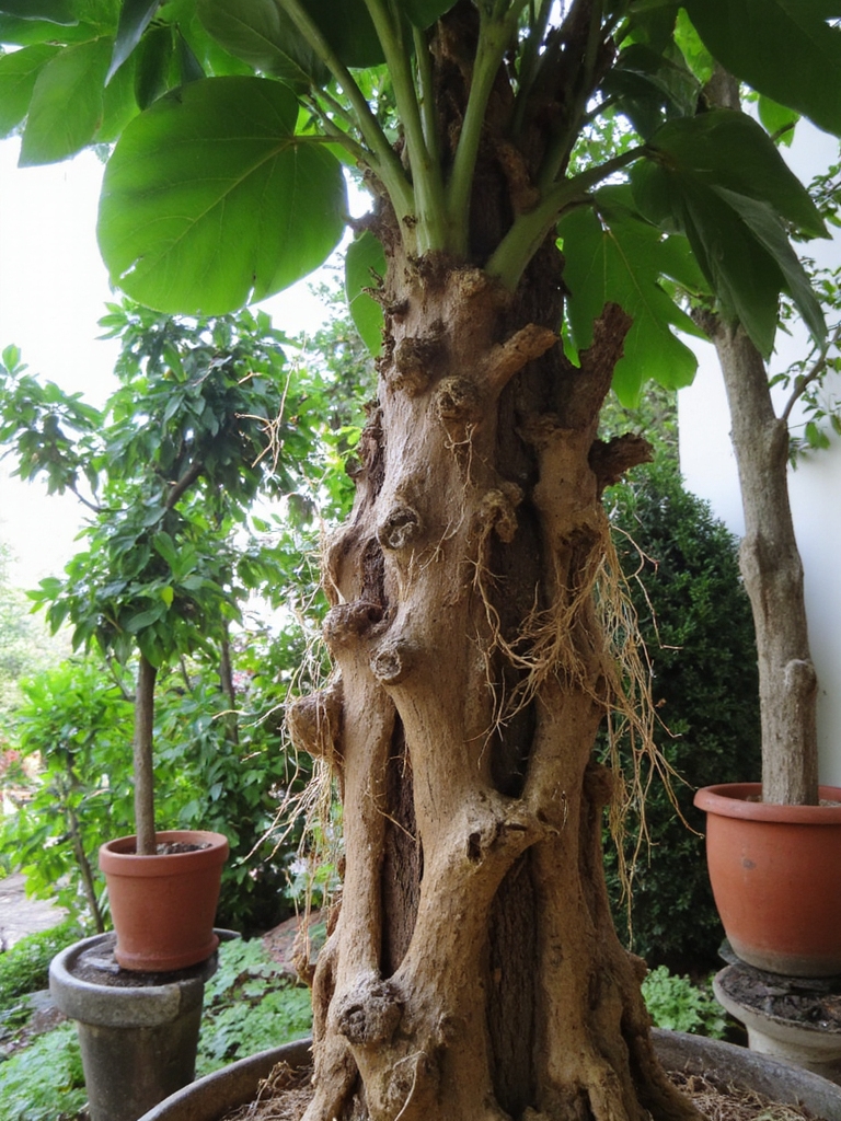 plante caoutchouc pour débutants