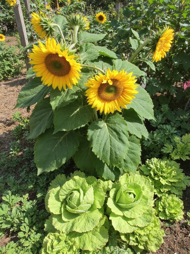 tournesol compagnon laitue feuillue