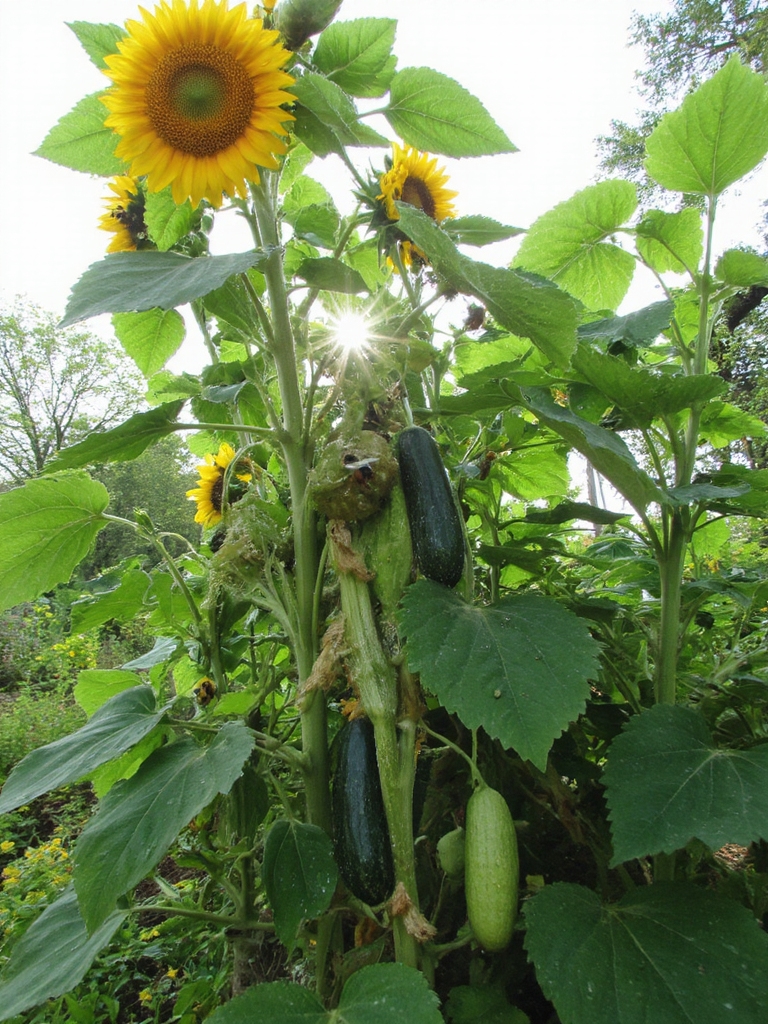 Les tournesols et les concombres prospèrent ensemble