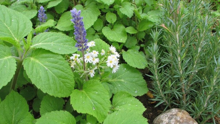 liste des plantes répulsives contre les guêpes