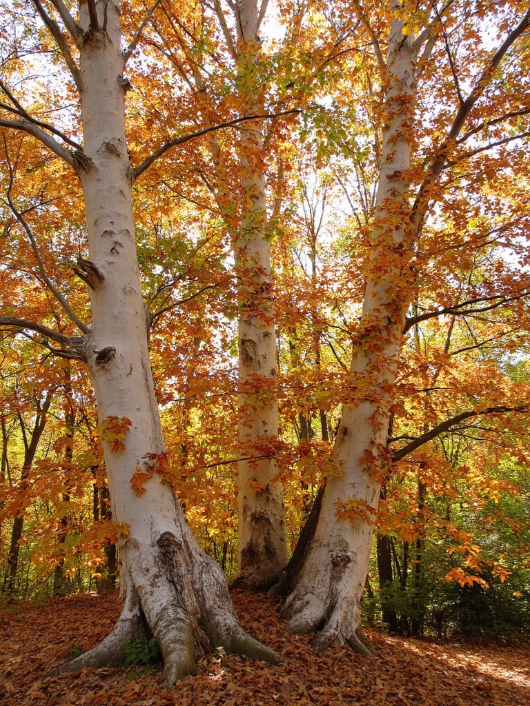 éviter la taille des bouleaux d'automne