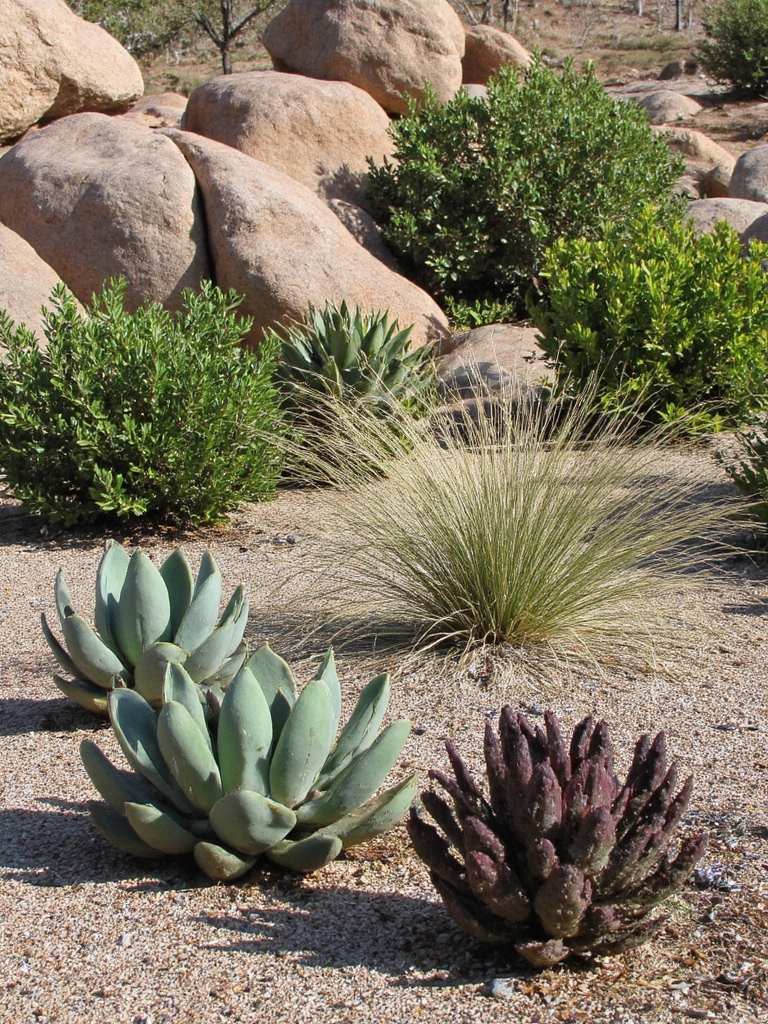 paysagisme désertique succulent en relief