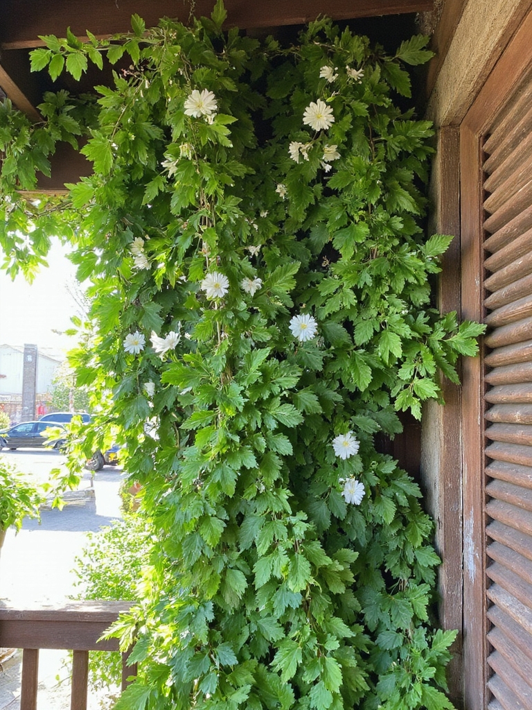 chayote délicieux vigne à croissance rapide