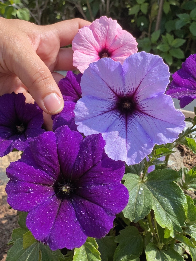 choisissez des variétés de pétunias vibrantes