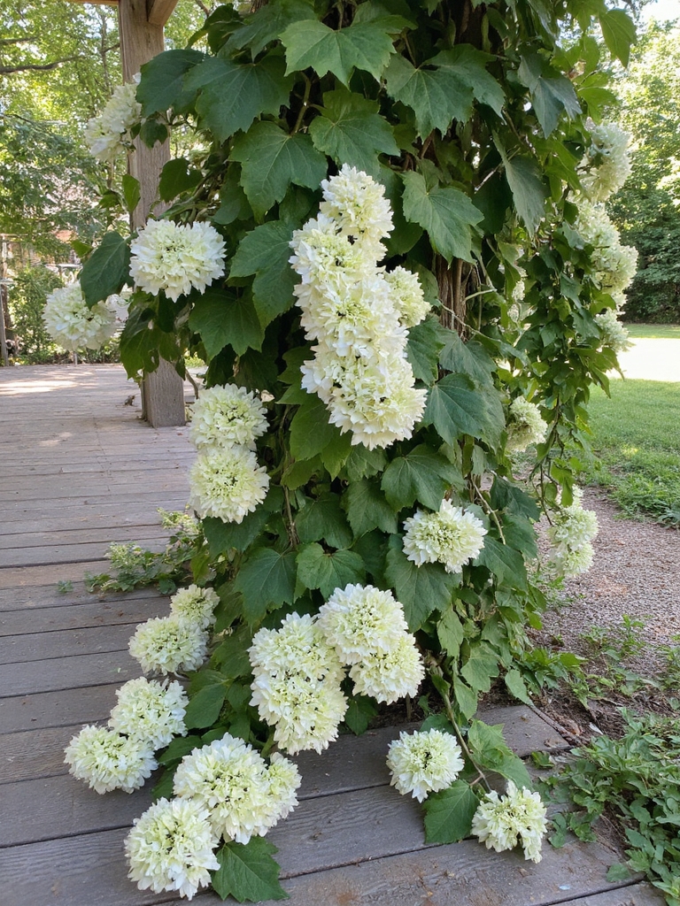 Les hortensias grimpants embellissent les porches