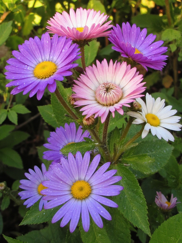 fleurs colorées de fin d'été