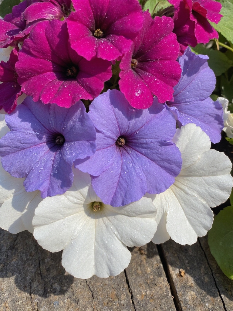 mur de photos de pétunias colorés