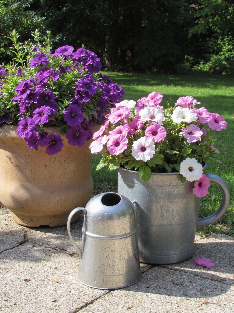 des pétunias colorés dans des conteneurs