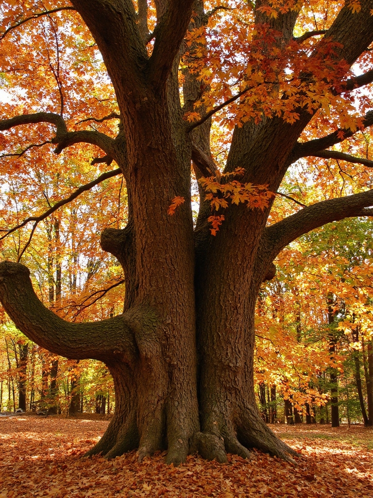 ne pas tailler les chênes