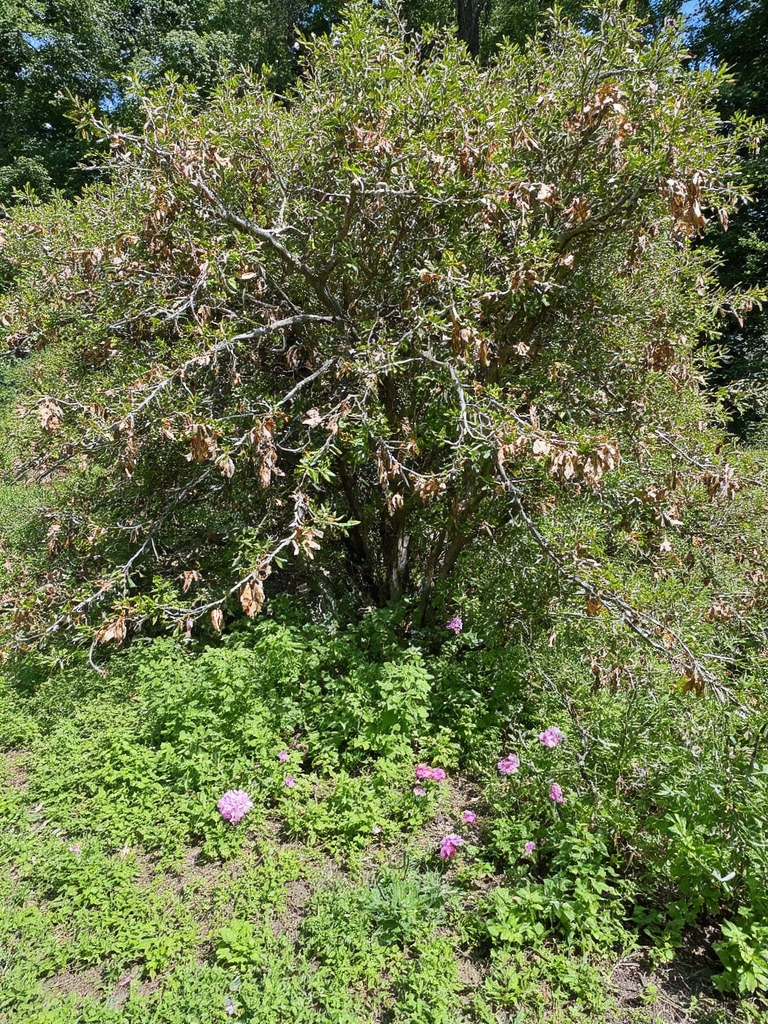 Ne négligez pas la taille des plantes