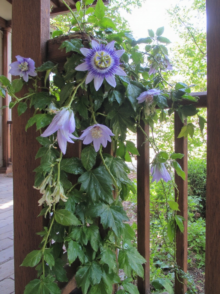 porche enchanteur avec des fleurs de passion