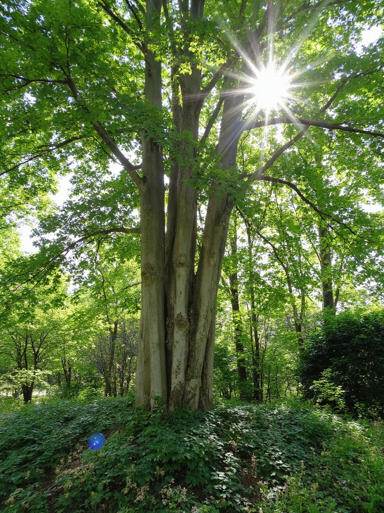 arbre exotique à croissance rapide