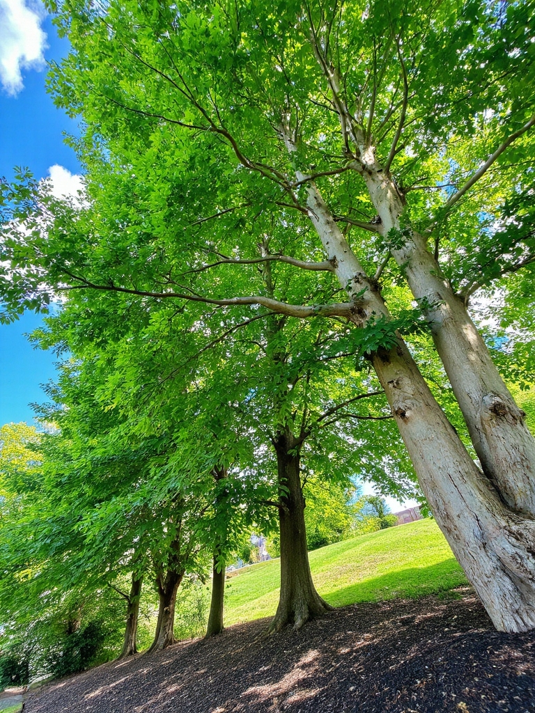 peuplier hybride à croissance rapide