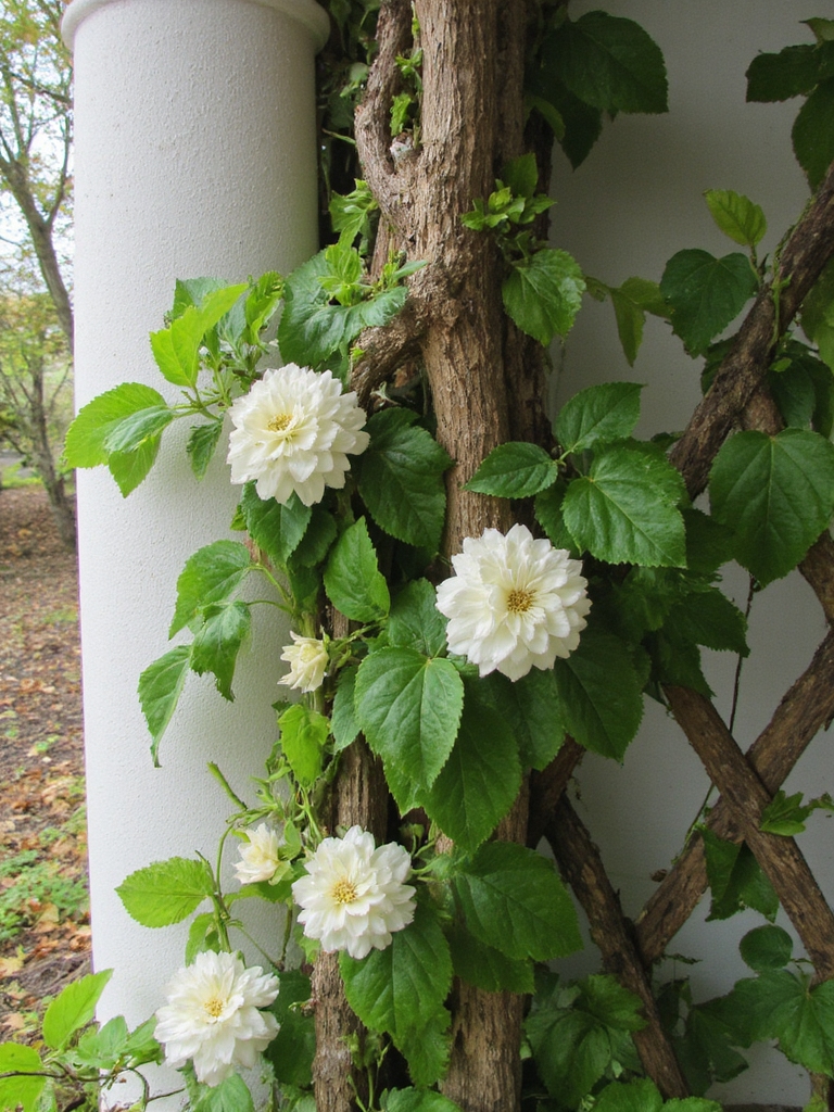 vigne grimpante parfumée