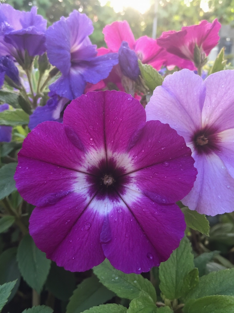 variétés de pétunias parfumés explorées