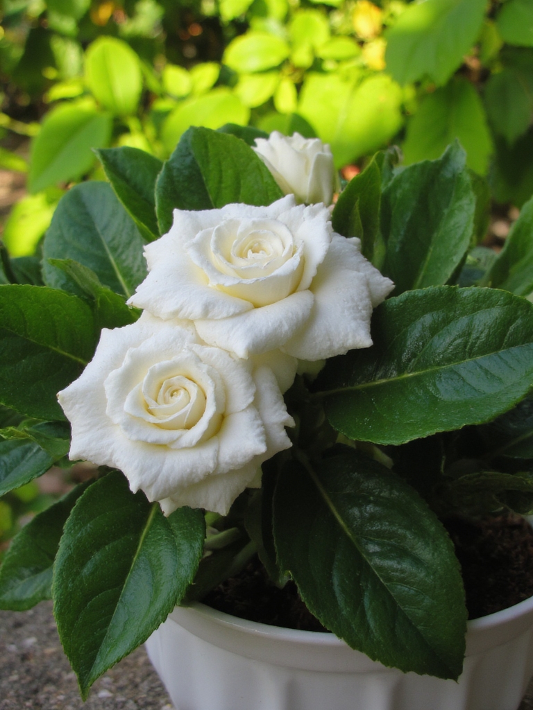 la beauté crémeuse au parfum de gardénia
