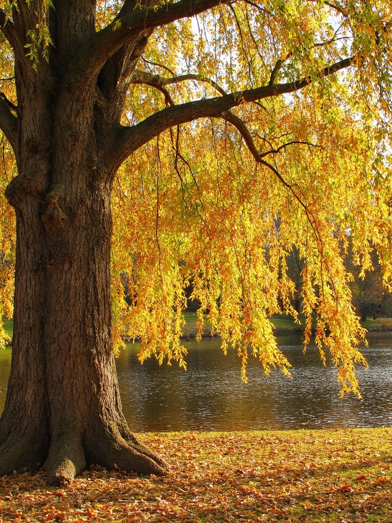 Les branches de saule gracieuses se balancent