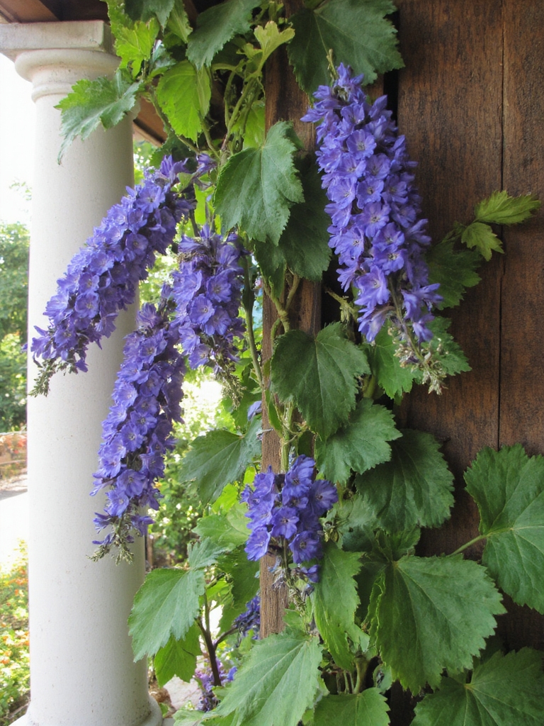 Vigne indigo pour charme