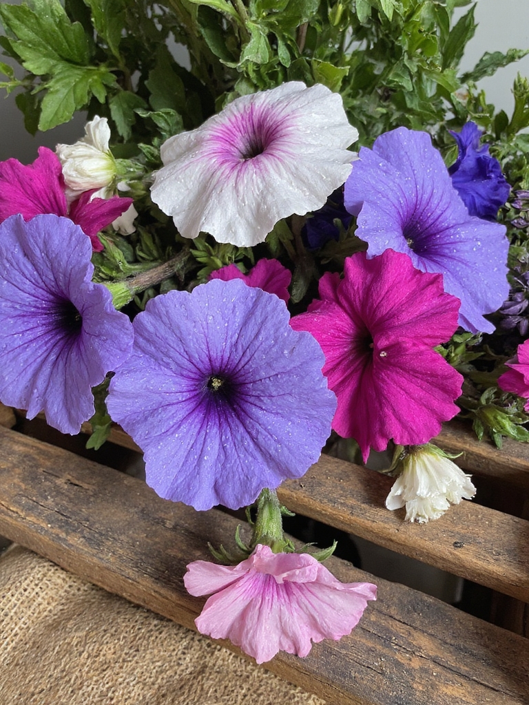 Création de bouquet de pétunias d'intérieur