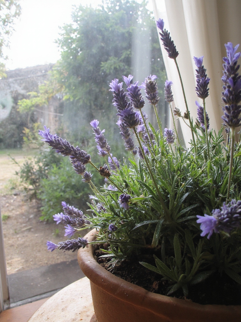 lavande s beauté aromatique apaisante