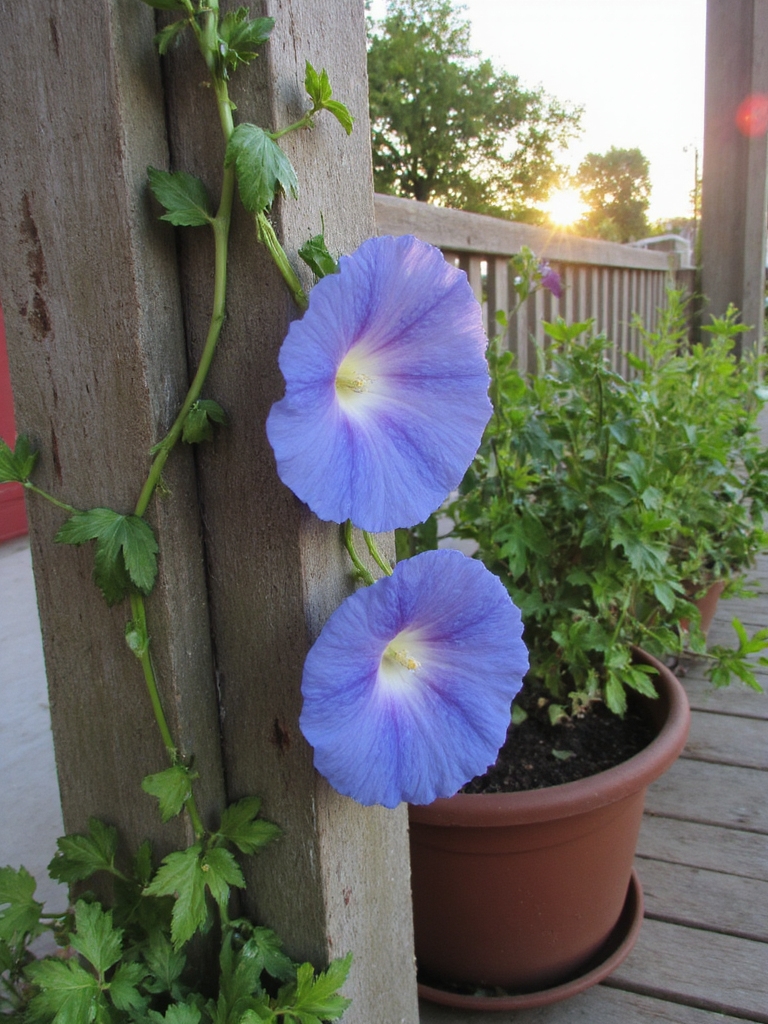 Les gloires du matin fleurissent vivement