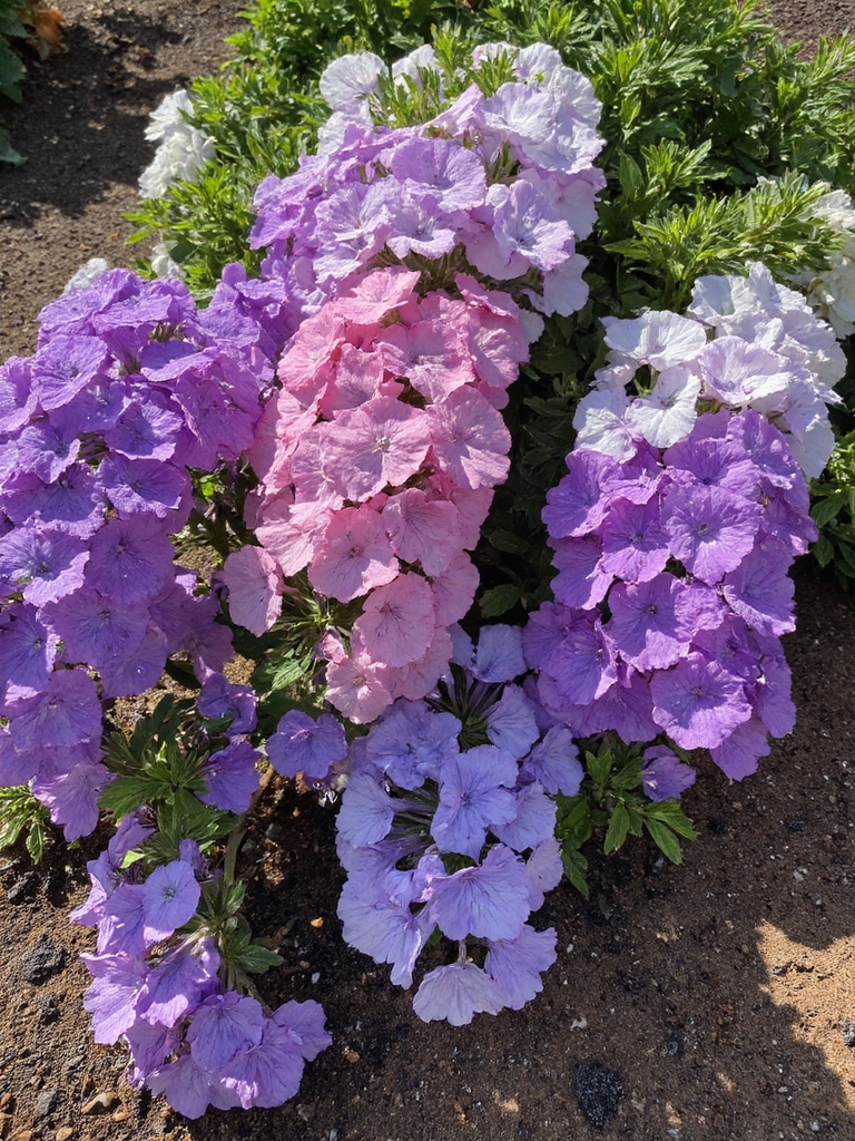 pétunias comme couverture de sol vibrante