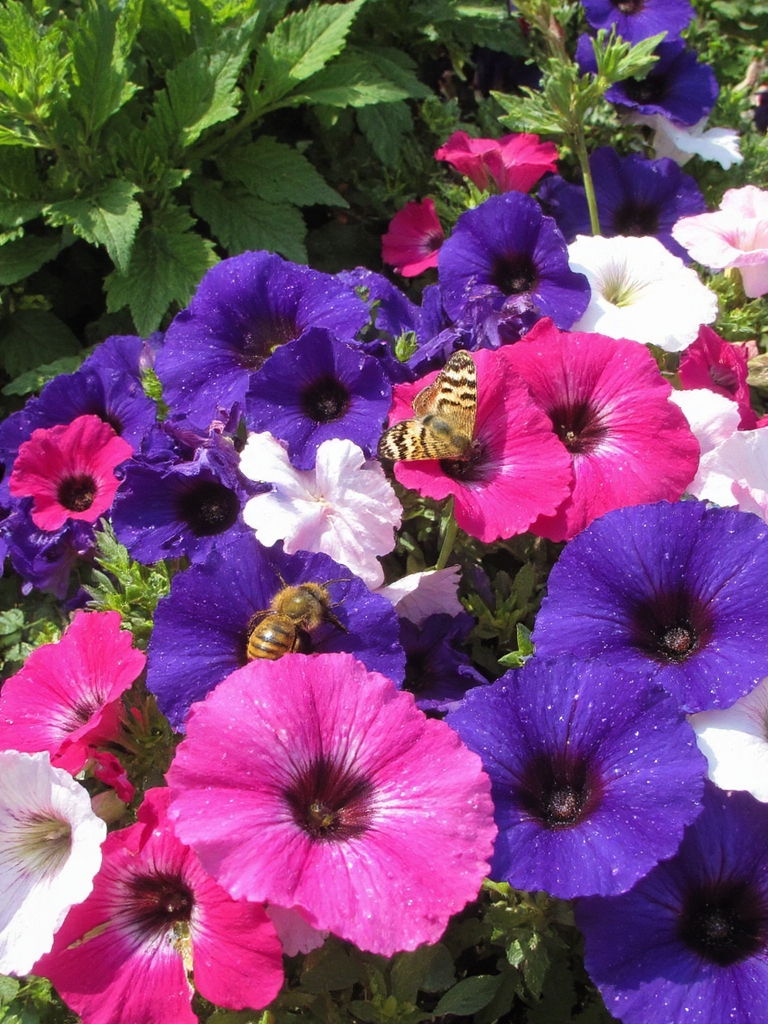 Les pétunias attirent efficacement les pollinisateurs