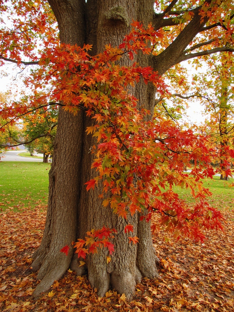 tailler les cornouillers au printemps