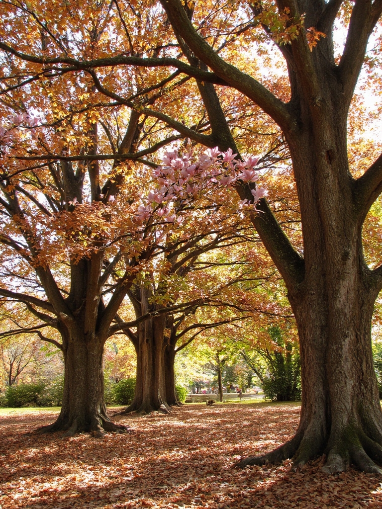 prunez les magnolias avec précaution
