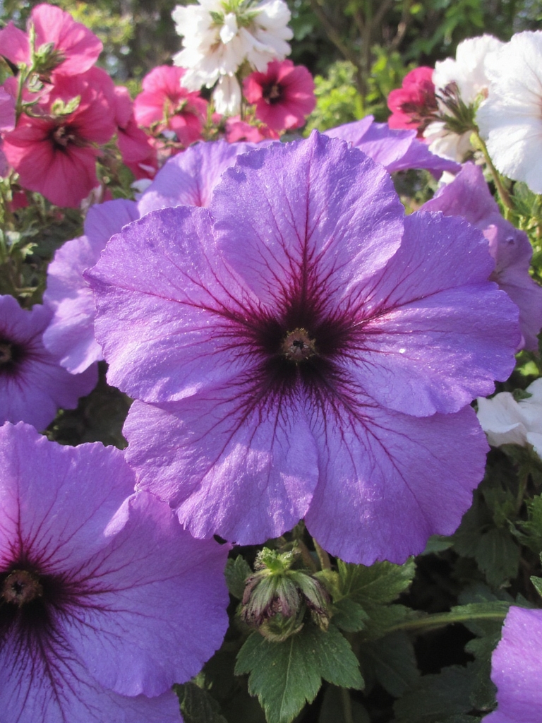 pétunias saisonniers couleurs vives