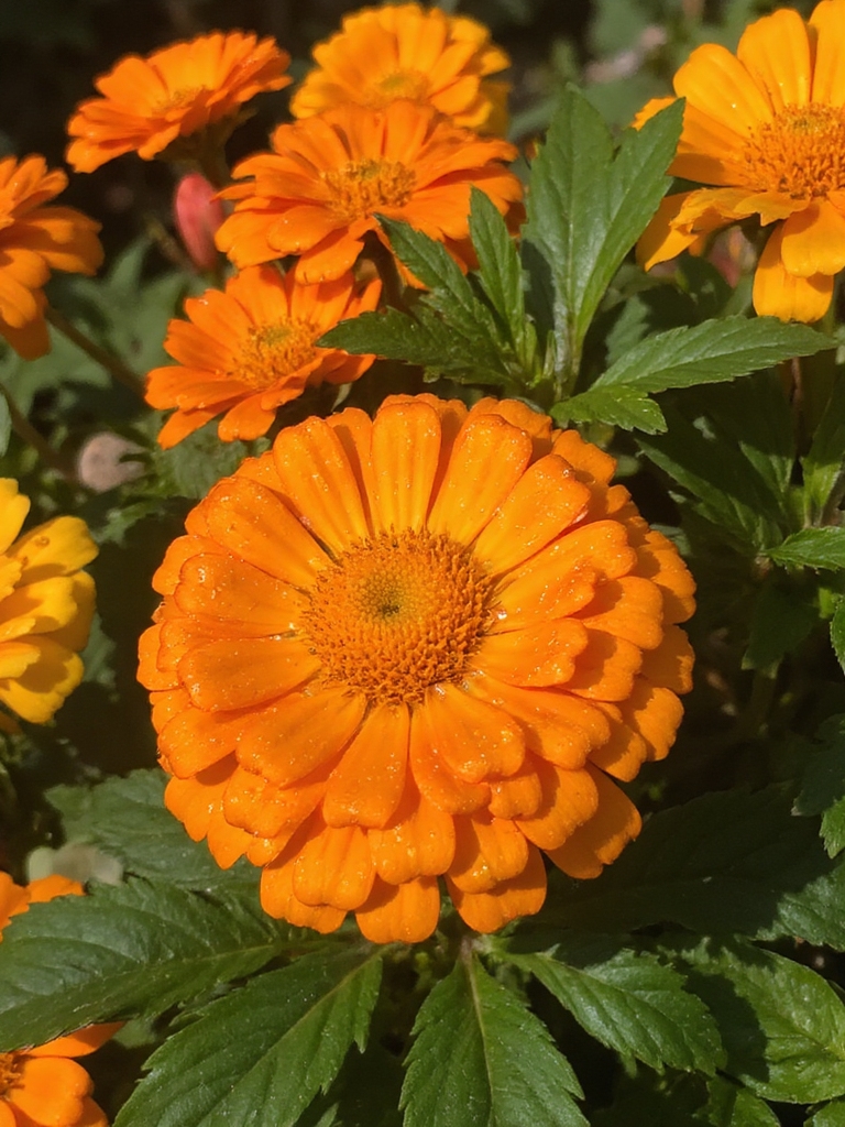 fleurs d'automne vibrantes ensoleillées