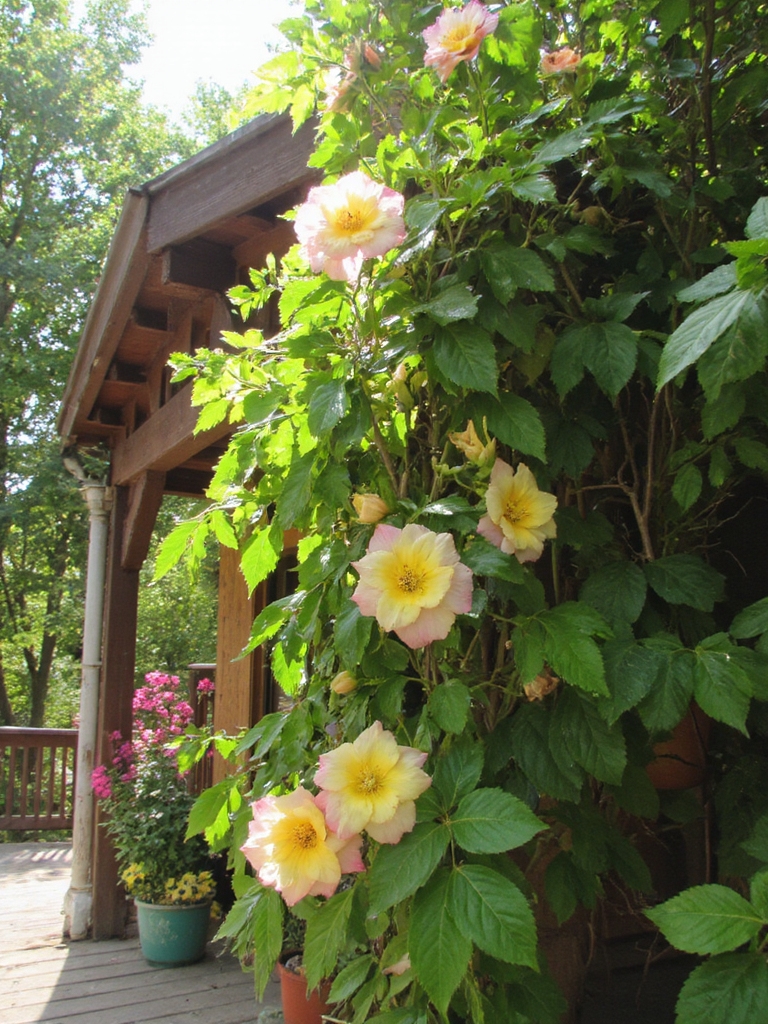 magie florale douce et vibrante